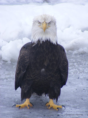 Bird Head Front