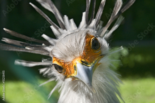 Bird Head Front