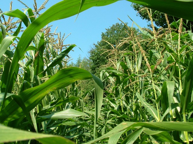 Children Of The Corn 2009 Movie